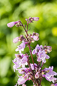 Penstemon 'Mystica' in bloom in a garden