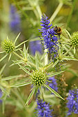 Honey Bee (Apis mellifera) on Spike Speedwell (Veronica spicata) and , Field eryngo (Eryngium campestre), Bollenberg hill, Orschwihr, Haut Rhin, France