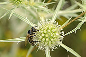 Honey Bee (Apis mellifera) on Field eryngo (Eryngium campestre), Bollenberg hill, Orschwihr, Haut Rhin, France