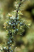 Common Juniper (Juniperus communis), Bollenberg hill, Orschwihr, Haut Rhin, France