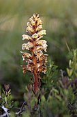 Sea-holly Broomrape (Orobanche amethystea) on Field eryngo (Eryngium campestre), Bollenberg hill, Orschwihr, Haut Rhin, France
