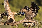 Fight of Spanish Imperial Eagle (Aquila adalberti) and Golden Eagle (Aquila chrysaetos) for prey on a branch, Cordoba, Spain