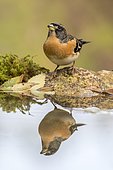 Brambling (Fringilla montifringilla) at the edge of water, Madrid, Spain