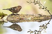 Chaffinch (Fringilla coelebs) at the edge of water, Madrid, Spain