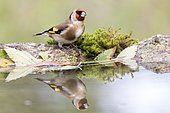 Goldfinch (Carduelis carduelis) at the edge of water, Madrid, Spain