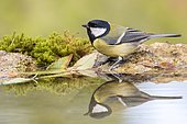 Great Tit (Parus major) at the edge of water,. Madrid, Spain