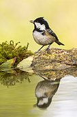 Coal Tit (Periparus ater) at the edge of water, Madrid, Spain