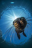 Young California sea lion (Zalophus californianus), Los Islotes, National Park of Espiritu Santo Archipelago, Sea of Cortez, Baja California, Mexico