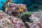 Chestnut moray eel (Gymnothorax castaneus), Espiritu santo Archipelago National Park, Sea of Cortez, Baja California, Mexico