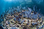 Purple sea fans, National Park of Espiritu Santo Archipelago, Sea of Cortez, Baja California, Mexico