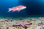 Mexican hogfish (Bodianus diplotaenia) and Panamic cushion star (Pentaceraster cumingi), National Park of Espiritu Santo Archipelago, Sea of Cortez, Baja California, Mexico