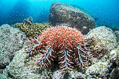 Crown-of-thorns sea star (Acanthaster planci), Bay of La Paz, Sea of Cortez, Baja California, Mexico