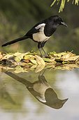 Eurasian Magpie (Pica pica) at the edge of water Madrid, Spain