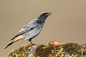 Common Redstart (Phoenicurus phoenicurus) on rock, Cordoba, Spain