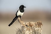Eurasian Magpie (Pica pica) on a stump, Toledo, Spain