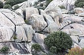 Spanish ibex (Capra pyrenaica)male on rock, Guadarrama National Park, Madrid, Spain