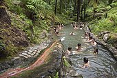 Bains d'eau sulfureuse entourés de fougères arborescentes, Caldeira Velha, île Sao Miguel, Açores