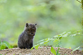 Red fox (Vulpes vulpes) young near the burrow, France