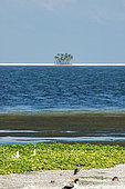 View of Clipperton Atoll lagoon, ipomoea carpet and masked boobies (Sula dactylatra) at the edge of the lagoon (2005 expedition)