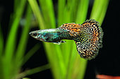 Guppy (Poecilia reticulata) 'Dragon mosaic' mâle en aquarium