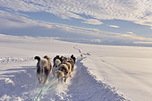 Dog sledge hitch in the hills, East Greenland