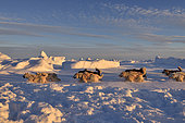 Coupling of Greenlandic sled dogs at sunset on the ice floe of Scoresbysund, Greenland
