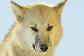 Portrait of sled dog. Ittoqqotoormit village, East Greenland