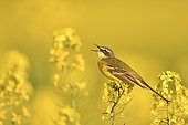 Ashy-headed Wagtail (Motacilla flava) singing in a rapeseed field, Burgundy, France