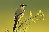 Ashy-headed Wagtail (Motacilla flava) in a rapeseed field, Burgundy, France