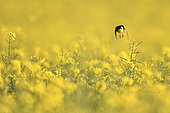Ashy-headed Wagtail (Motacilla flava) in flight in a rapeseed field, Burgundy, France