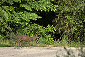 Roe deer (Capreolus capreolus) on a bank of a secondary arm of the Loire, Nièvre, Burgundy, France
