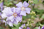 Lavatera clementii 'Brendon Springs'