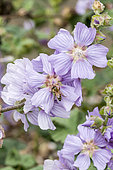 Lavatera clementii 'Brendon Springs'