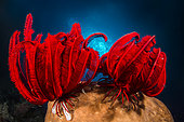 Two Red feather star (Himerometra robustipinna), Bangka Island, North Sulawesi, Indonesia