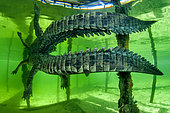Central american alligator (Crocodylus acutus) under water, Jardines de la Reina National Park, Cuba