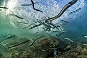 Release of European Eels (Anguilla anguilla) as part of a study on the management of stocks, in downstream period, Port of Sète, Hérault, Occitanie, France