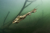 Common Toad (Bufo bufo) swimming in the river Hérault, Occitanie, France
