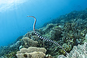 Brown-lipped sea krait (Laticauda laticaudata) swimming on the reef, Manado, North Sulawesi, Indonesia