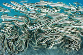 School of Striped Eel Catfish (Plotosus lineatus), Lembeh Strait, Indonesia