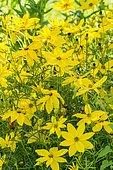 Coreopsis verticillata 'Zagreb'
