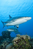 Reef sharks (Carcharhinus perezi), Queen's Gardens National Park, Cuba