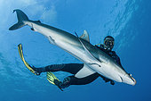 Dive guide holding a silky shark in tonic immobilization, Queen's Gardens National Park, Cuba