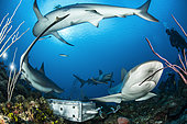 Group of reef sharks (Carcharhinus perezi) and diver, Queen's Gardens National Park, Cuba