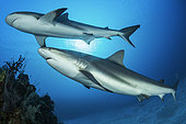Reef sharks (Carcharhinus perezi), Queen's Gardens National Park, Cuba