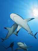 Group of reef sharks (Carcharhinus perezi) and diver, Queen's Gardens National Park, Cuba
