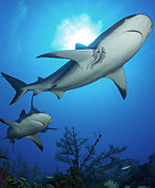 Group of reef sharks (Carcharhinus perezi), Queen's Gardens National Park, Cuba