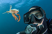 Henslow's swimming crab (Polybius henslowi) swimming in open water facing a diver, Morocco