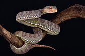 The Mangrove pit viper (Trimeresurus purpureomaculatus) is a highly aggressive nocturnal tree viper species found in Southeast Asia.