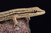Cape dwarf gecko (Lygodactylus capensis)