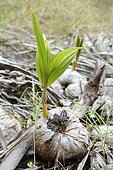 A Coconut seed sprouting, Guadeloupe, French West Indies
